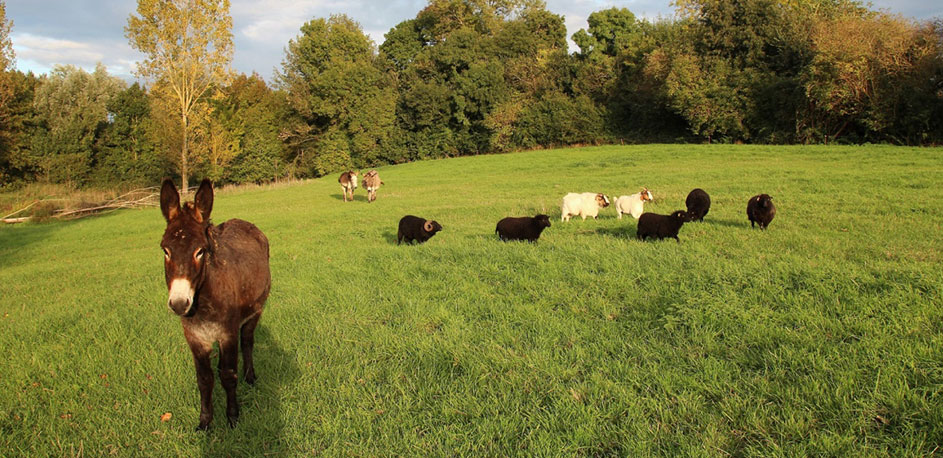 prairie-wissant-campin